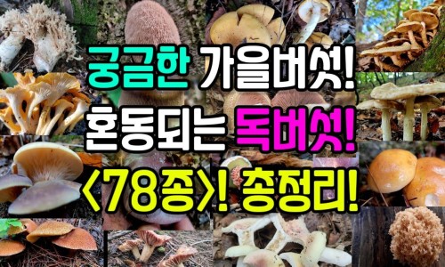 赖氨酸磷酸氢钙颗粒什么时候吃-赖鞍酸磷酸氢钙颗粒网 | 赖氨酸磷酸氢钙颗粒,赖氨酸磷酸氢钙颗粒适合多大孩子